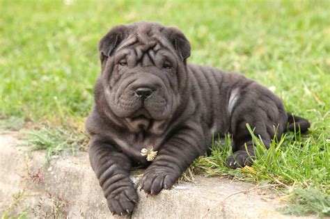 shar pei cost|chinese shar pei puppy price.